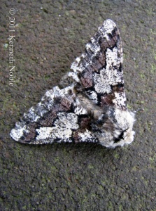 oak beauty (Biston strataria) Kenneth Noble